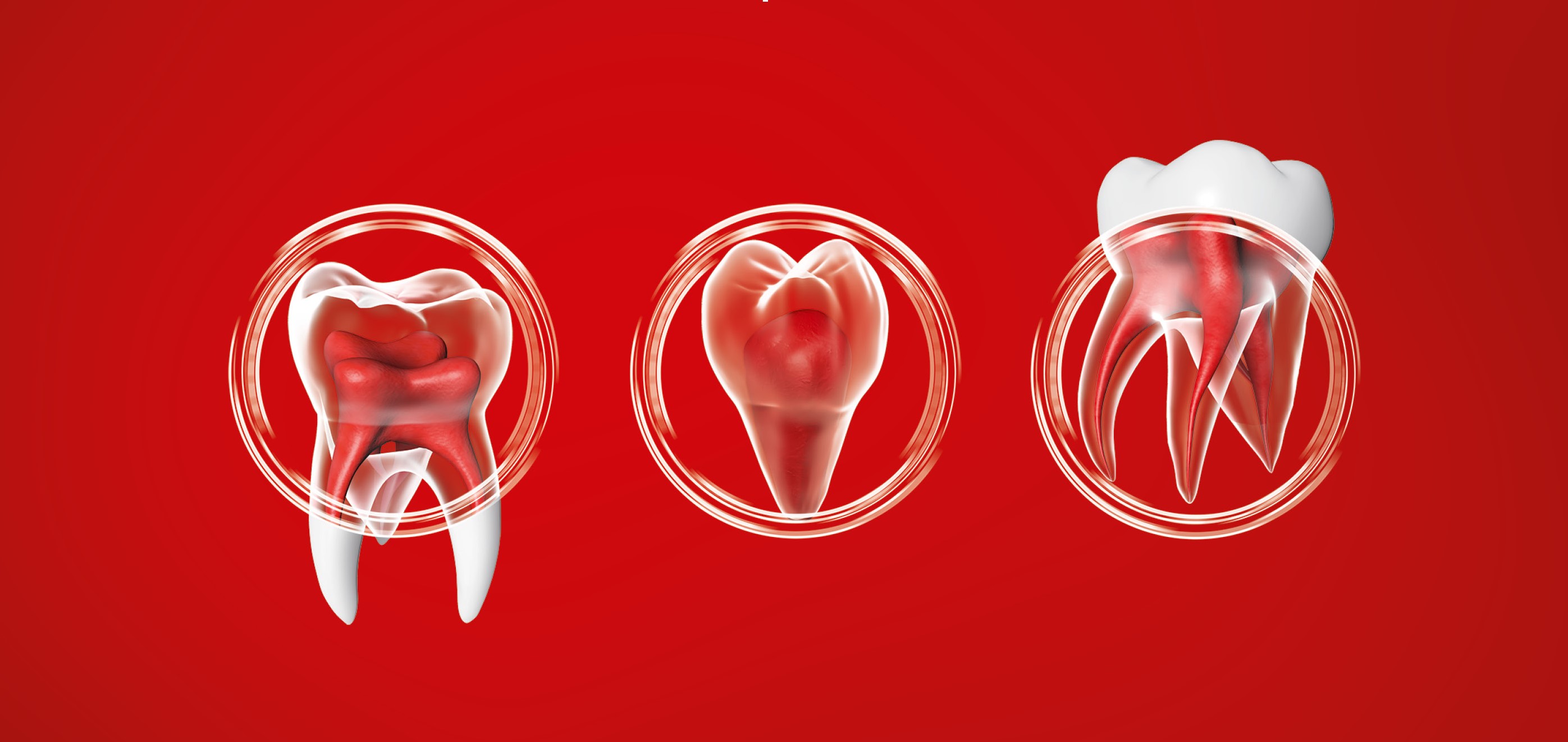 Dents pour illustrer différentes utilisations Biodentine